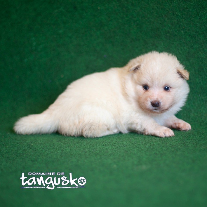 du Domaine de Tangusko - Chiot disponible  - Chien finnois de Laponie