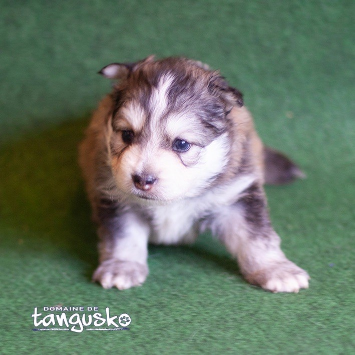 du Domaine de Tangusko - Chiot disponible  - Chien finnois de Laponie