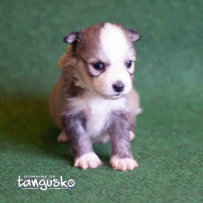 du Domaine de Tangusko - Chiot disponible  - Chien finnois de Laponie