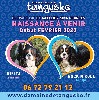  - Chiots Cavalier King Charles