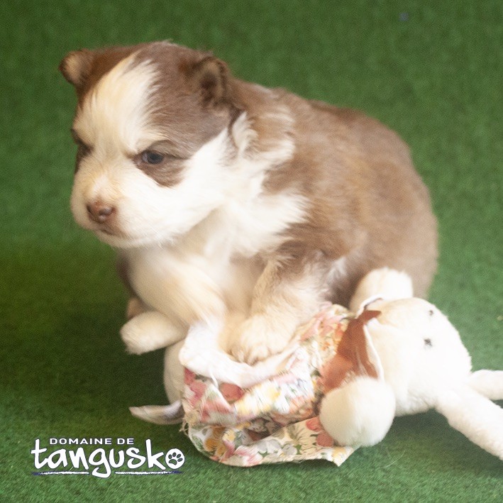 du Domaine de Tangusko - Chiot disponible  - Chien finnois de Laponie