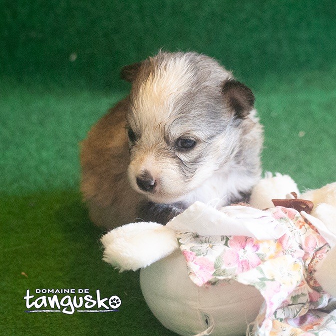 du Domaine de Tangusko - Chiot disponible  - Chien finnois de Laponie