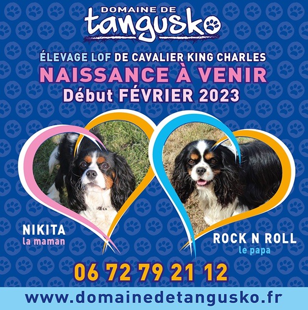 du Domaine de Tangusko - Chiots Cavalier King Charles