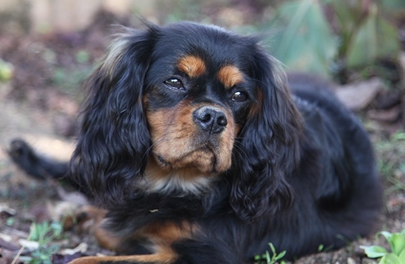 MERLIN