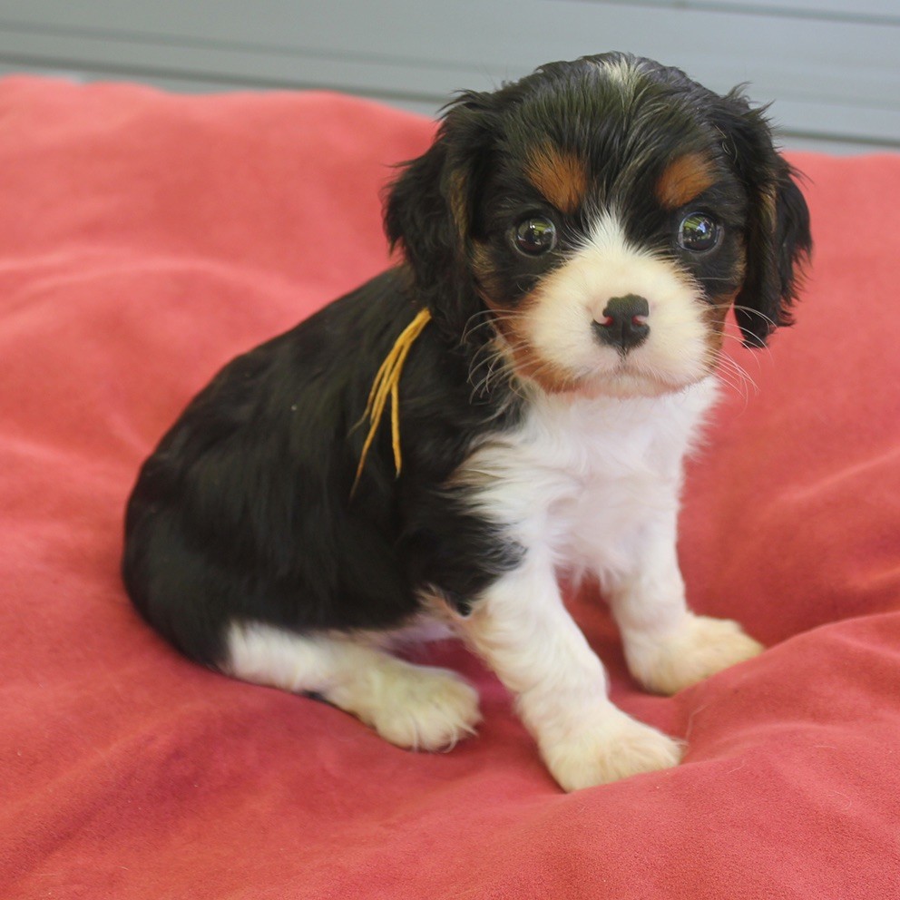 du Domaine de Tangusko - Cavalier King Charles Spaniel - Portée née le 13/04/2018