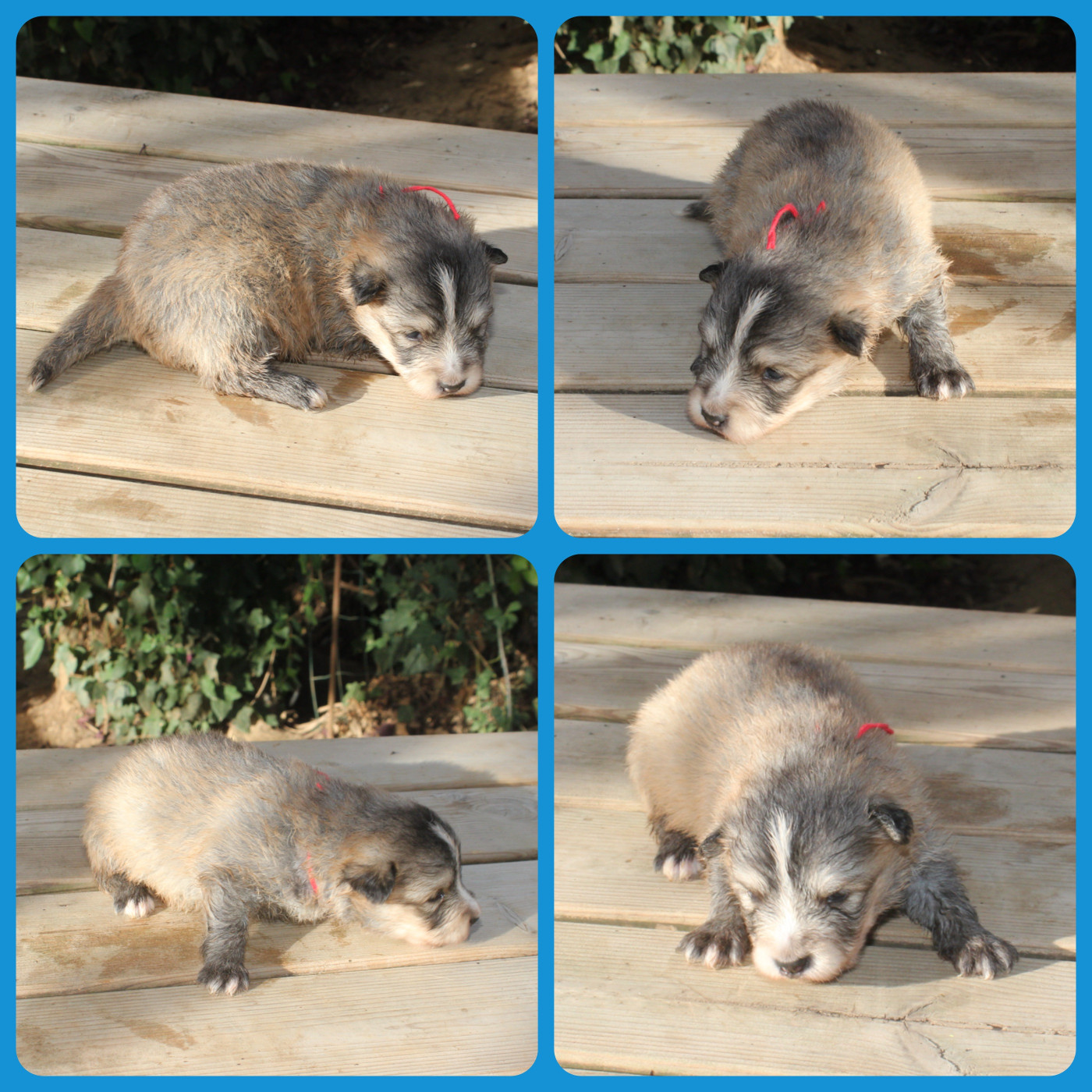 du Domaine de Tangusko - Chiots disponibles - Chien finnois de Laponie