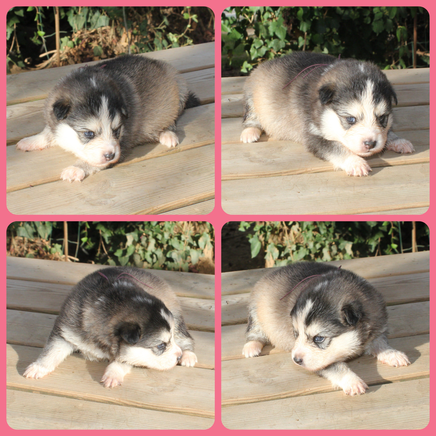 du Domaine de Tangusko - Chiots disponibles - Chien finnois de Laponie