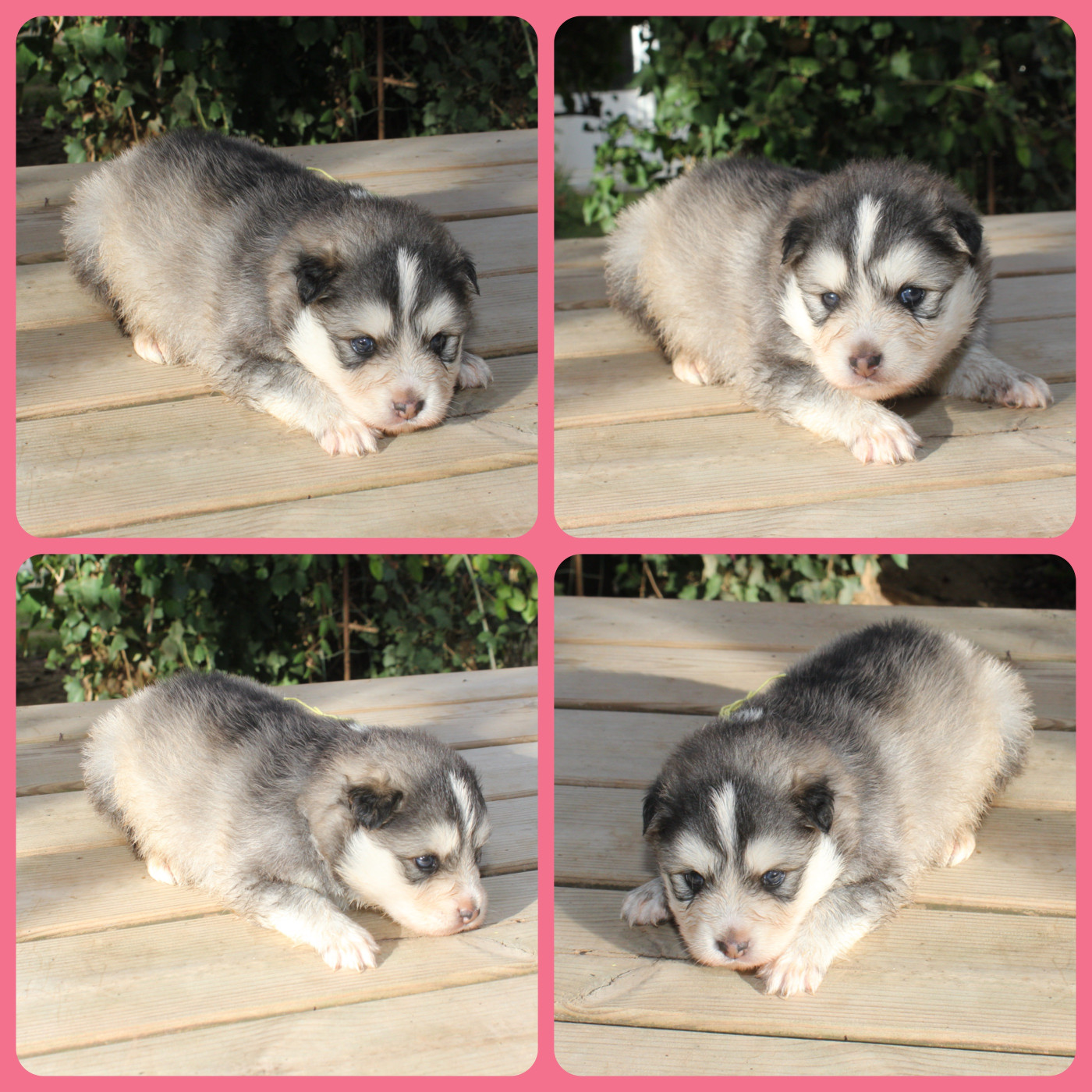 du Domaine de Tangusko - Chiots disponibles - Chien finnois de Laponie