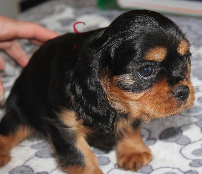 du Domaine de Tangusko - Cavalier King Charles Spaniel - Portée née le 03/01/2018
