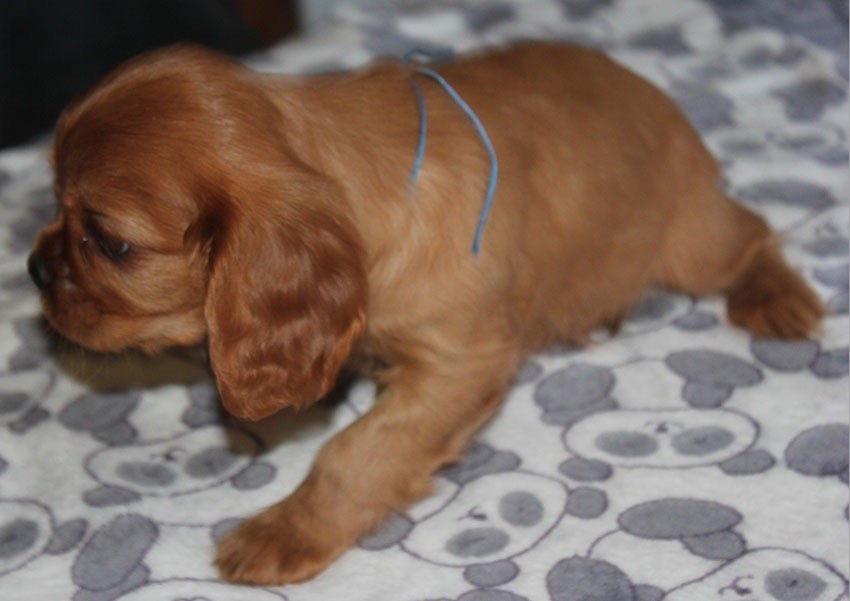 du Domaine de Tangusko - Cavalier King Charles Spaniel - Portée née le 03/01/2018