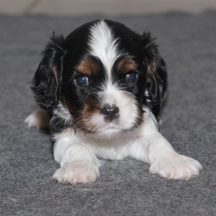 du Domaine de Tangusko - Cavalier King Charles Spaniel - Portée née le 27/09/2022