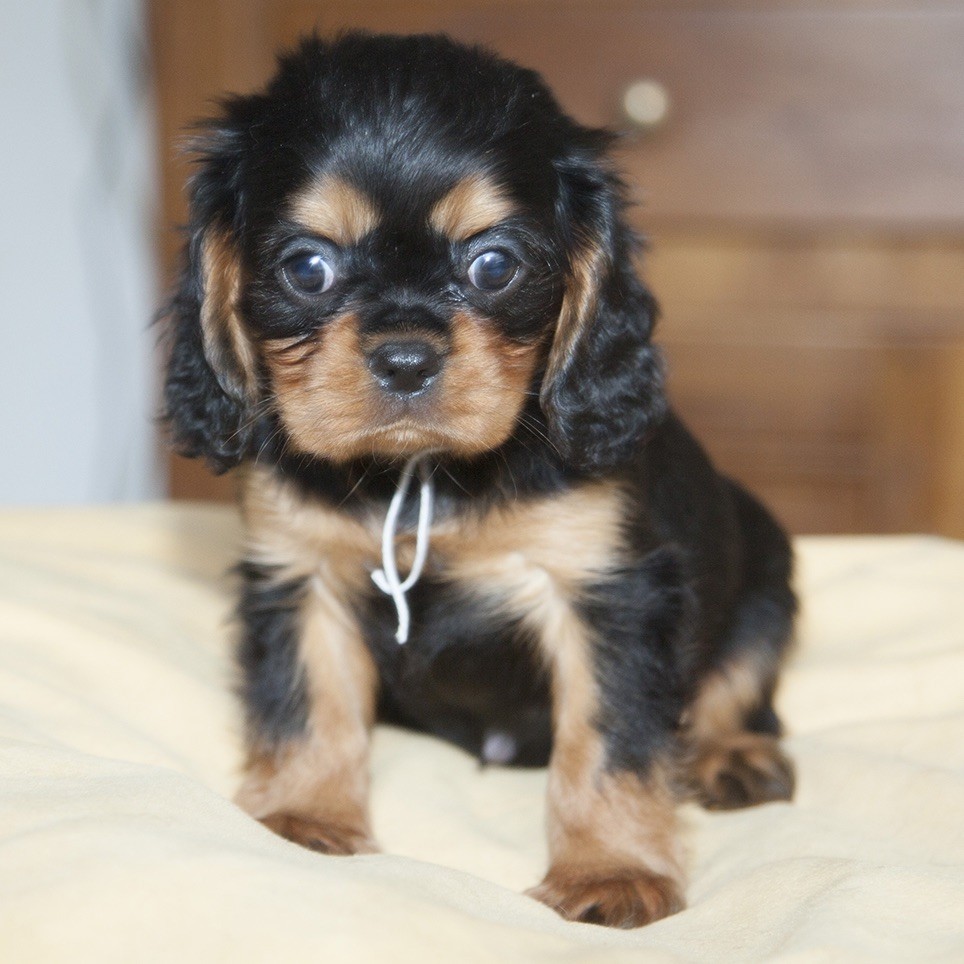 du Domaine de Tangusko - Cavalier King Charles Spaniel - Portée née le 20/11/2017
