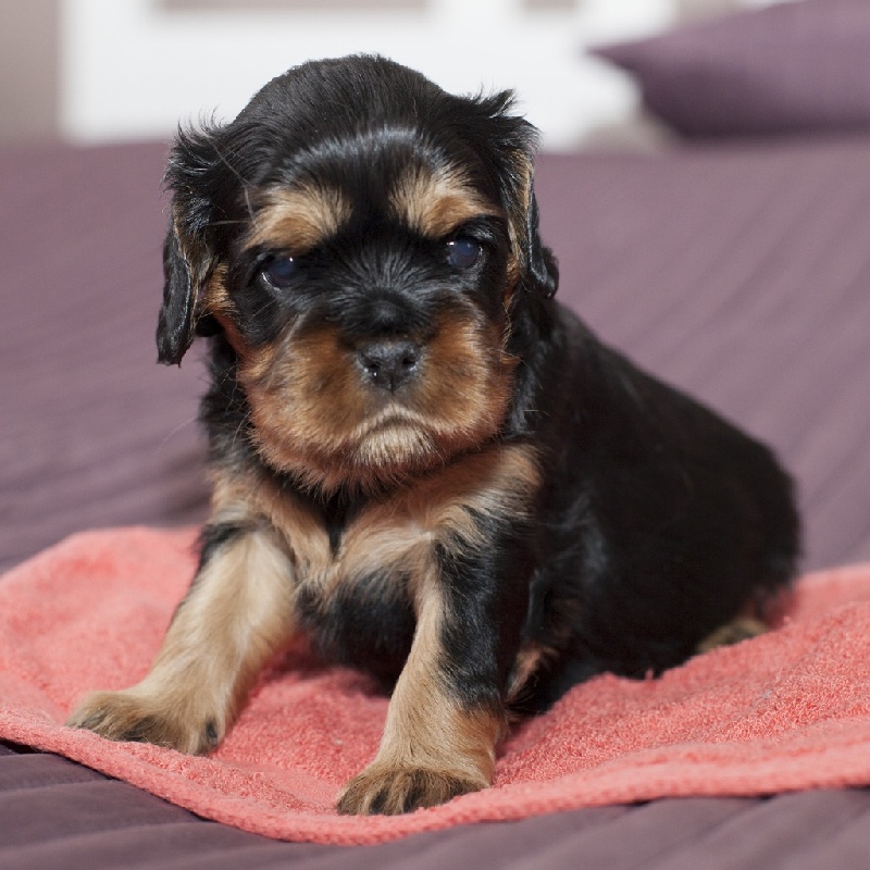 du Domaine de Tangusko - Cavalier King Charles Spaniel - Portée née le 06/02/2016