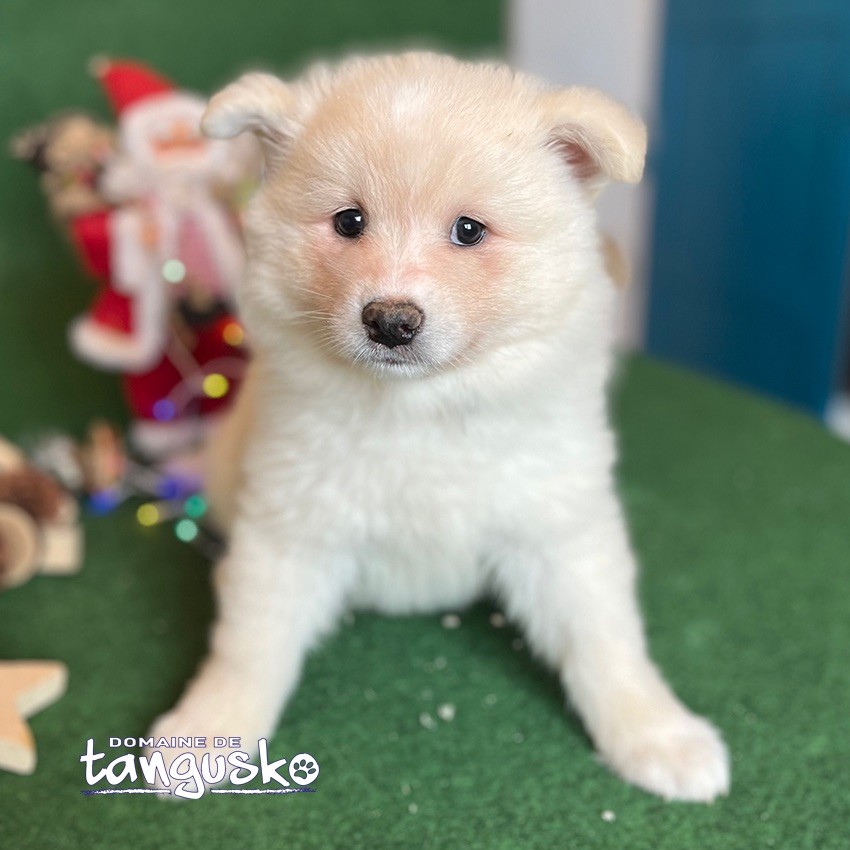 du Domaine de Tangusko - Chien finnois de Laponie - Portée née le 21/10/2024