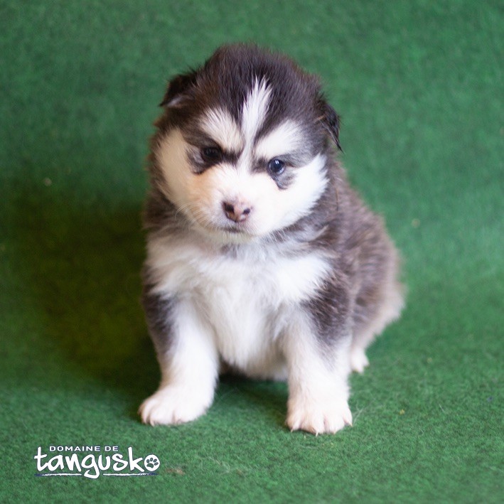 du Domaine de Tangusko - Chien finnois de Laponie - Portée née le 25/10/2024