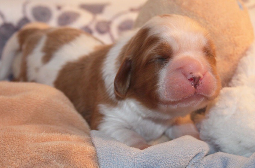 du Domaine de Tangusko - Cavalier King Charles Spaniel - Portée née le 15/02/2018