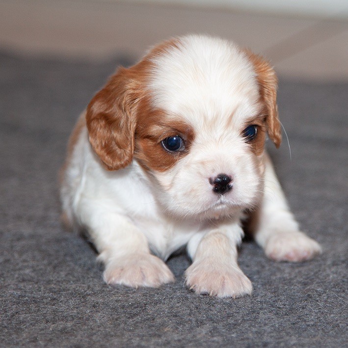 du Domaine de Tangusko - Cavalier King Charles Spaniel - Portée née le 26/09/2022