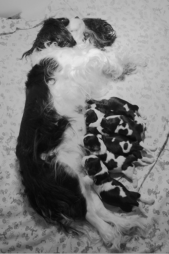 du Domaine de Tangusko - Cavalier King Charles Spaniel - Portée née le 24/04/2017