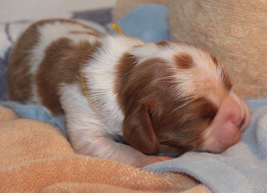 du Domaine de Tangusko - Cavalier King Charles Spaniel - Portée née le 15/02/2018