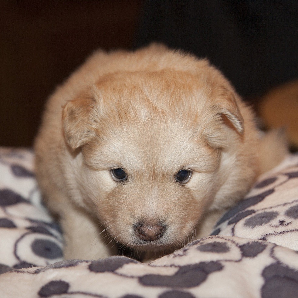 du Domaine de Tangusko - Chien finnois de Laponie - Portée née le 11/11/2017
