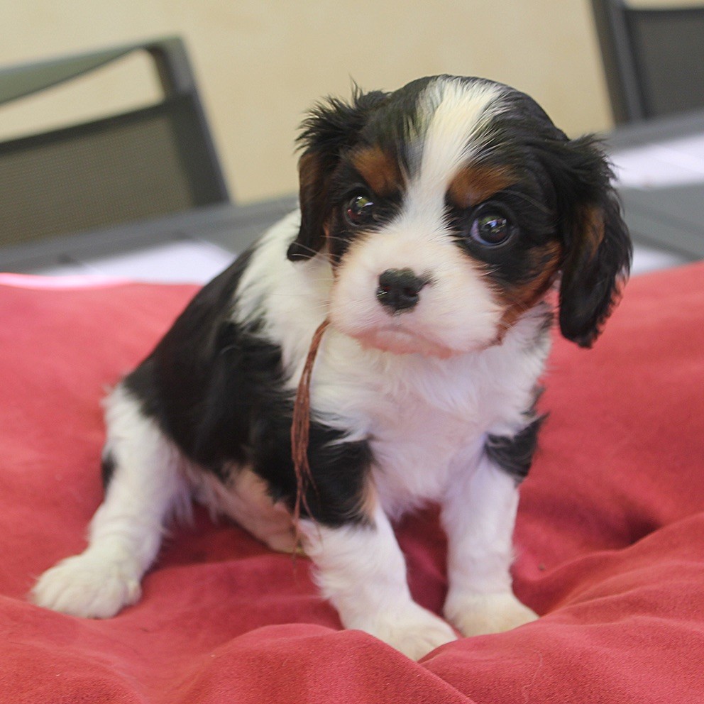 du Domaine de Tangusko - Cavalier King Charles Spaniel - Portée née le 13/04/2018