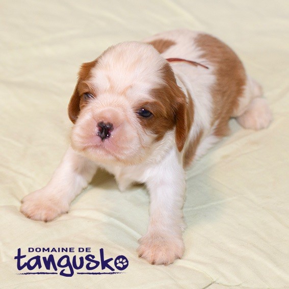du Domaine de Tangusko - Cavalier King Charles Spaniel - Portée née le 22/12/2023