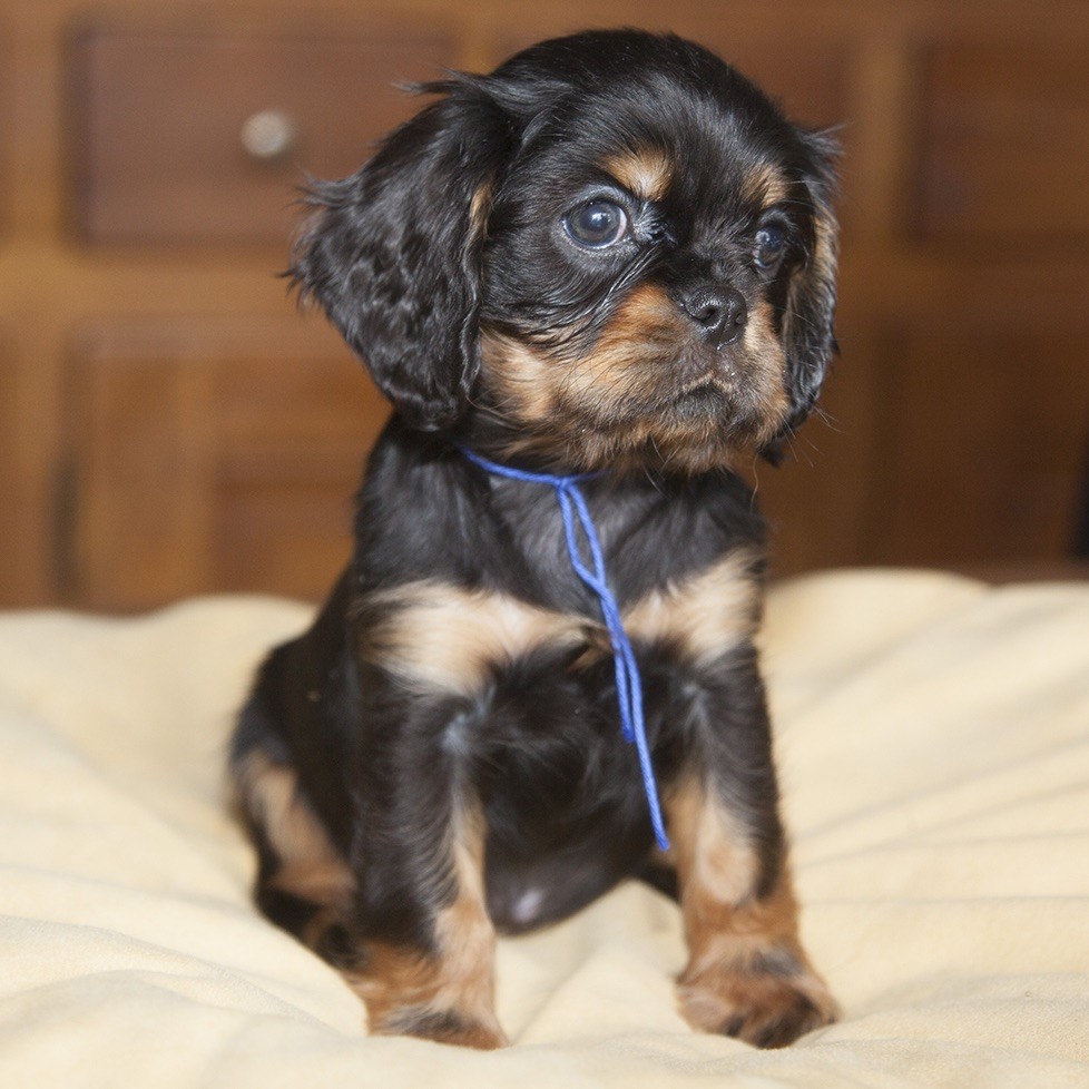 du Domaine de Tangusko - Cavalier King Charles Spaniel - Portée née le 20/11/2017