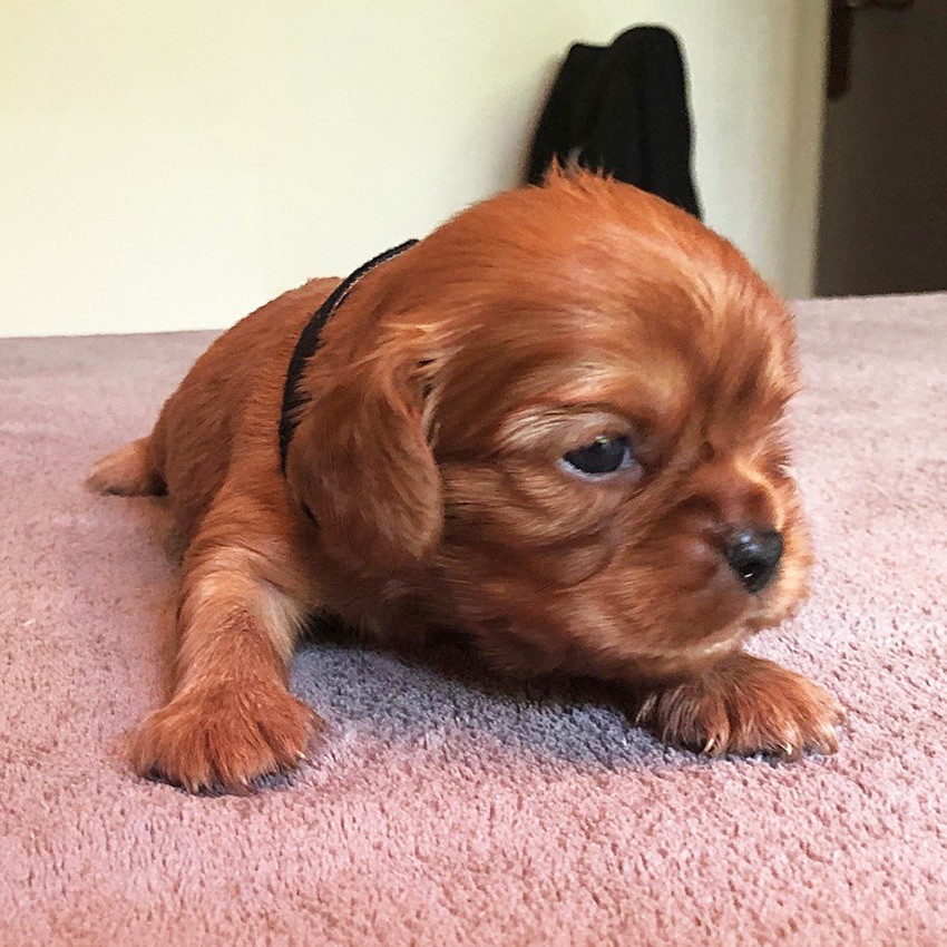 du Domaine de Tangusko - Cavalier King Charles Spaniel - Portée née le 08/04/2020
