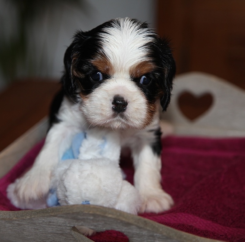 du Domaine de Tangusko - Cavalier King Charles Spaniel - Portée née le 11/12/2016